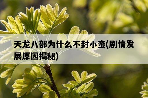 天龍八部為什么不封小蜜，劇情發展原因揭秘-圖1